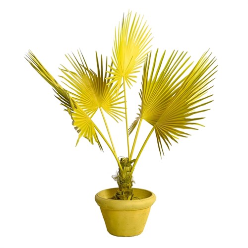 Plant Palm Tree in Pot Yellow