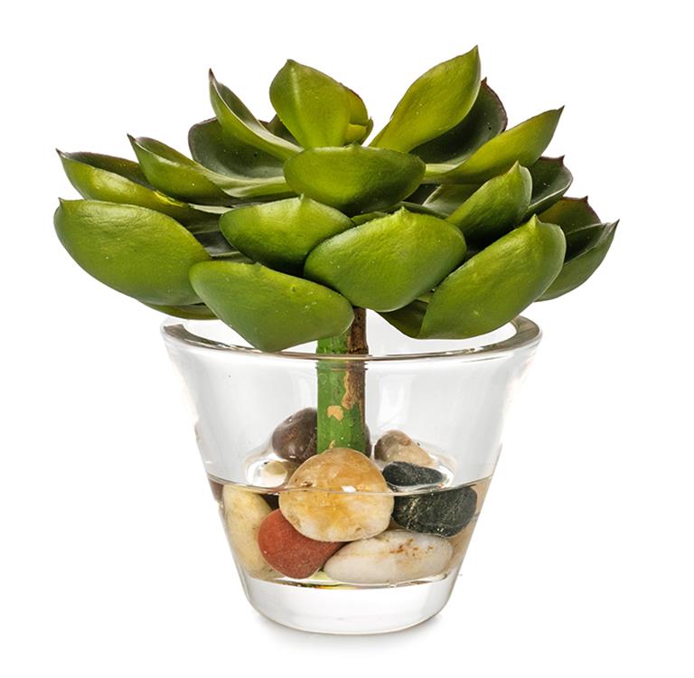 Plant Aeonium Green in Glass Pot 15x15 cm
